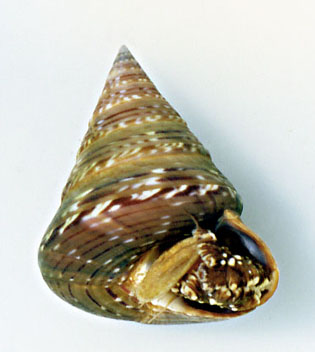 Calliostoma  laugieri ?